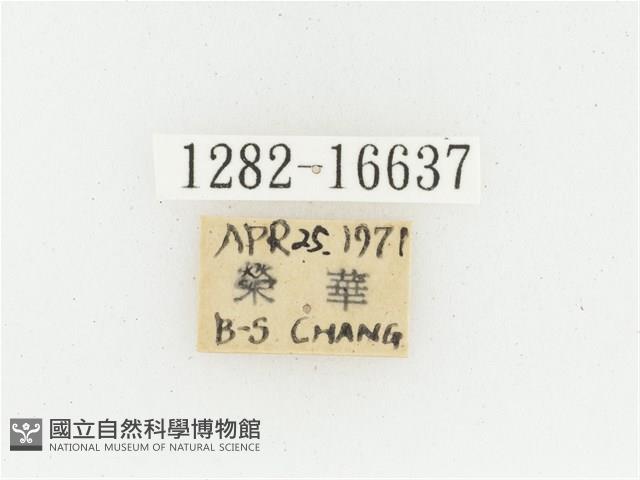 黃肩長腳花金龜藏品圖，第2張