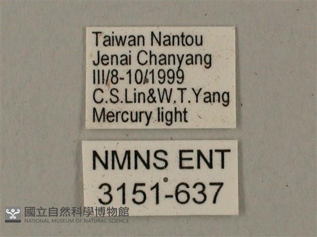 臺灣鋸翅天蛾藏品圖，第3張