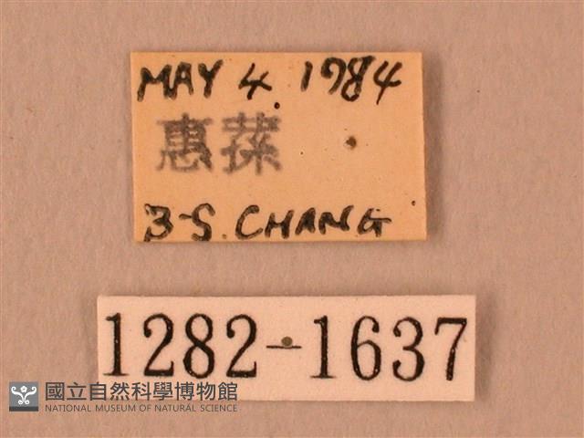 白星天蛾藏品圖，第3張