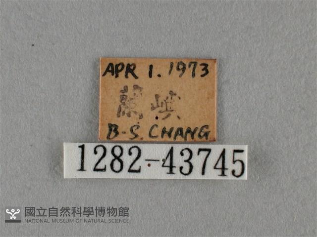 細灰蝶藏品圖，第3張
