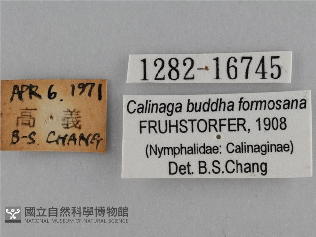 臺灣絹蛺蝶藏品圖，第3張