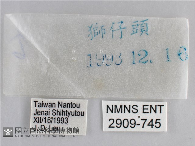 森林暮眼蝶、黑樹蔭蝶藏品圖，第3張