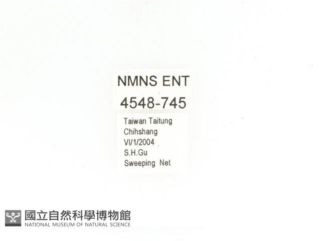 金艷騷金龜藏品圖，第2張