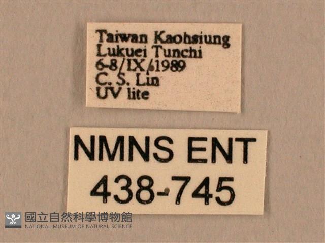 棕綠背線天蛾藏品圖，第3張