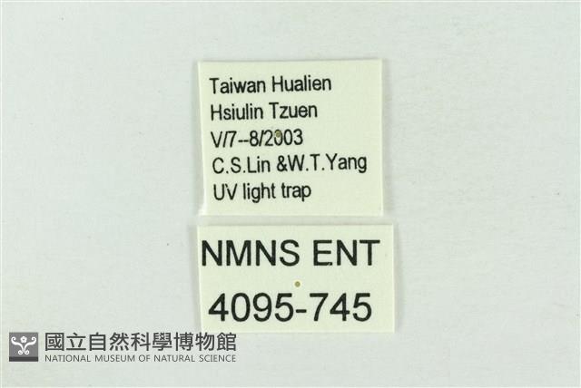 臺灣銀斑異波紋蛾藏品圖，第3張