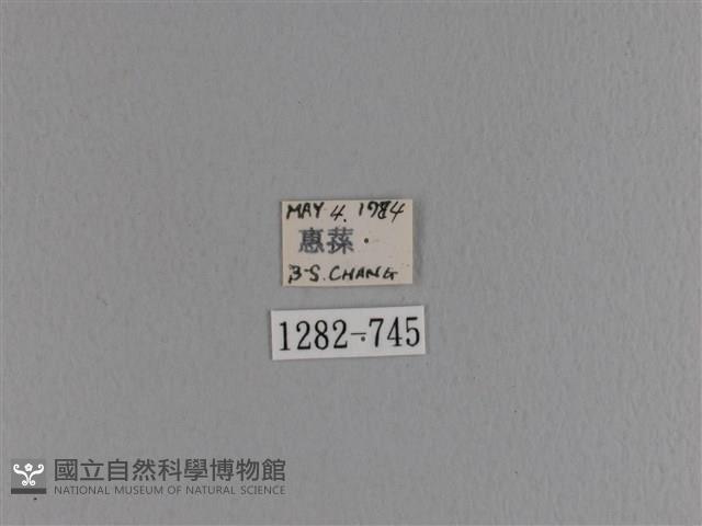 大斑Y毛蟲藏品圖，第3張