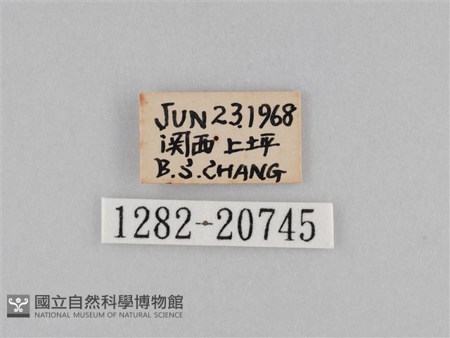 密紋波眼蝶藏品圖，第3張
