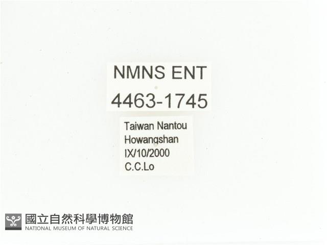 艷金龜藏品圖，第2張