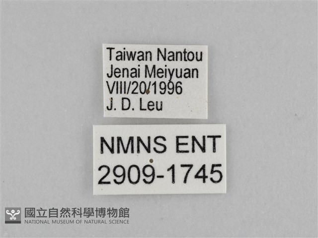 切翅眉眼蝶藏品圖，第3張