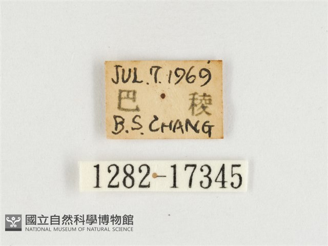 臺灣翠蛺蝶藏品圖，第3張