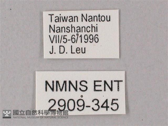 綠背斜紋天蛾藏品圖，第3張