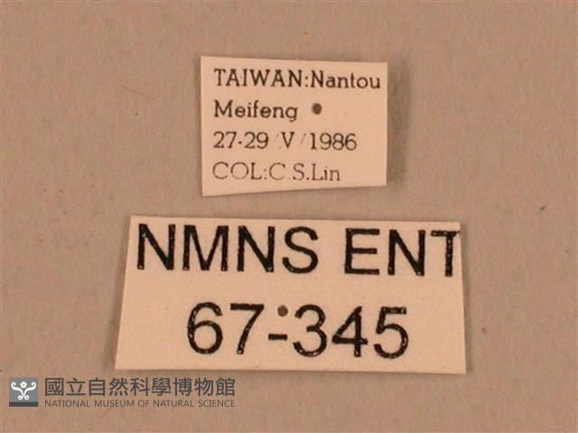 棕綠背線天蛾藏品圖，第3張