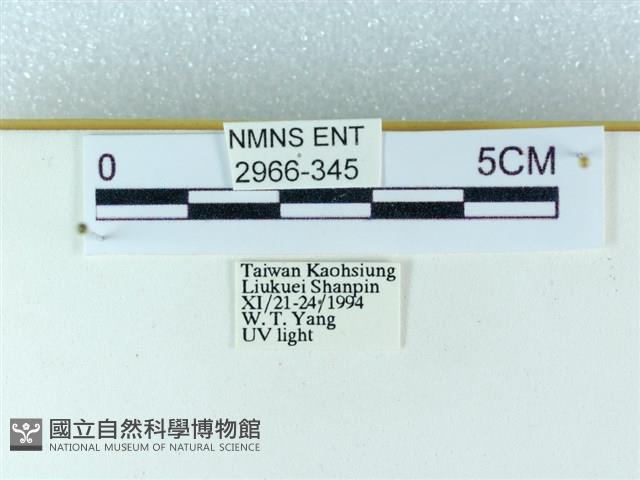 粉蝶燈蛾藏品圖，第3張