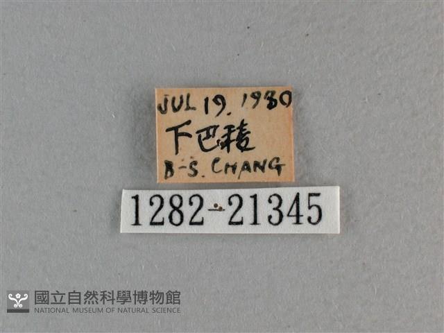 玉帶弄蝶藏品圖，第3張