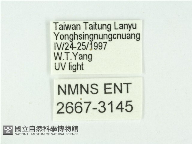 叉紋閃舞蛾藏品圖，第3張