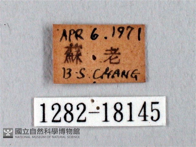 臺灣瑟弄蝶藏品圖，第3張