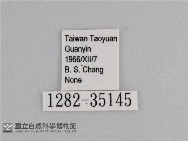 樺斑蝶藏品圖，第3張