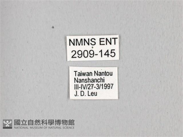 寬帶青鳳蝶藏品圖，第3張