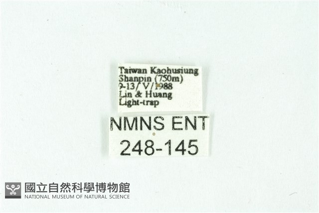 三條橙燈蛾藏品圖，第3張