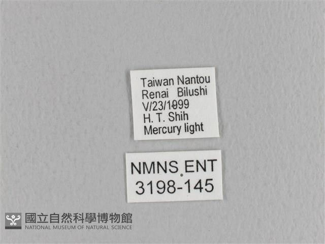 臺灣枯葉蛾藏品圖，第3張