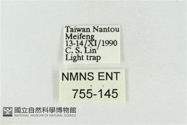 寬帶波紋蛾藏品圖，第3張