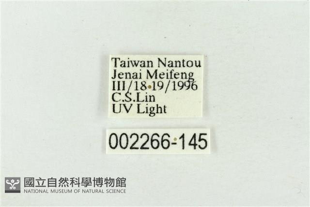 帶波紋蛾藏品圖，第3張