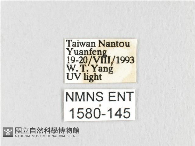 臺灣鋸紋枯葉蛾藏品圖，第3張