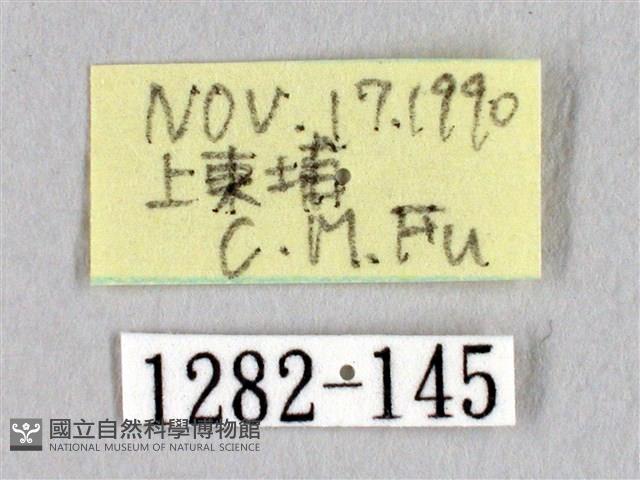 阿里山絨帶蛾藏品圖，第3張