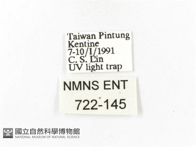 重陽木螢斑蛾藏品圖，第3張