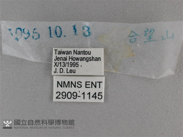 圓翅絨弄蝶藏品圖，第3張