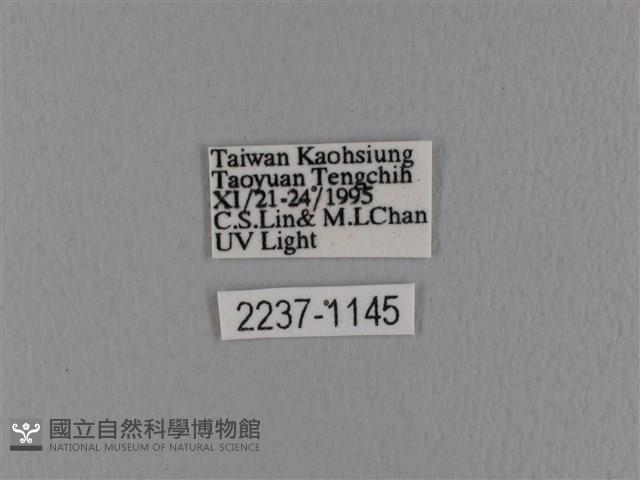 波紋枯葉蛾藏品圖，第3張