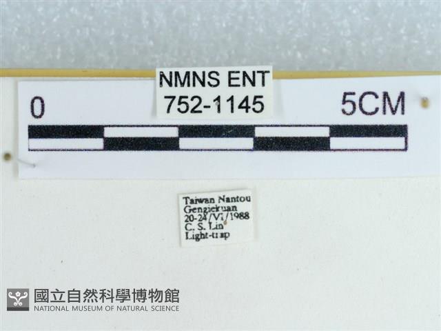 粉蝶燈蛾藏品圖，第3張