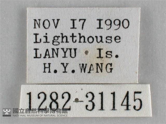 霜天蛾藏品圖，第3張