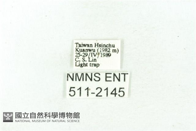 臺雪苔蛾藏品圖，第3張