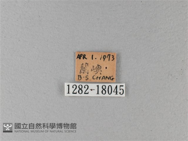 大白斑蝶藏品圖，第3張