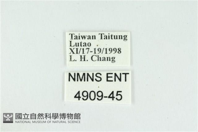 折列藍灰蝶沖繩亞種藏品圖，第3張