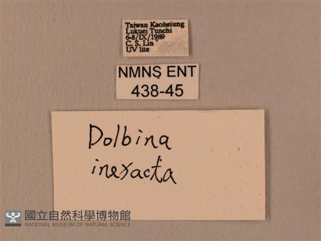 白星天蛾藏品圖，第3張