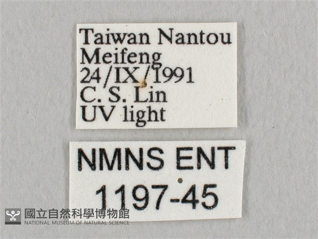 銀端帶鉤蛾藏品圖，第3張