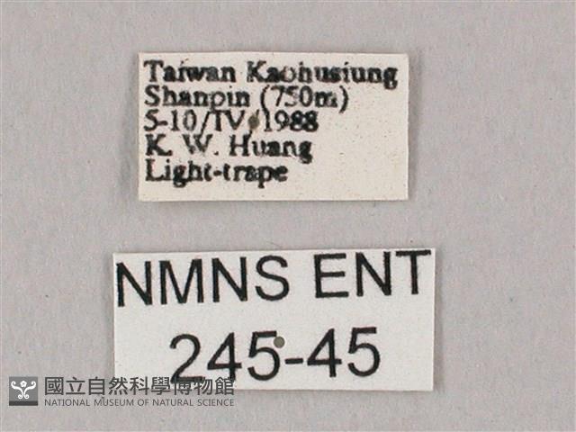 白點天蛾 藏品圖，第3張