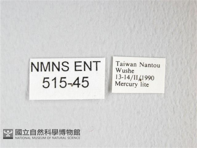 圓翅大鉤蛾藏品圖，第3張