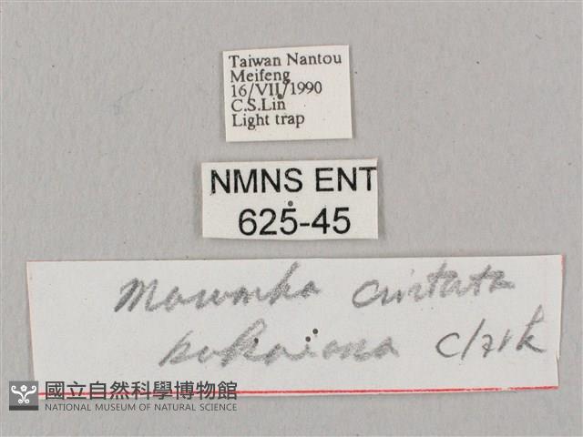 直翅六點天蛾藏品圖，第3張