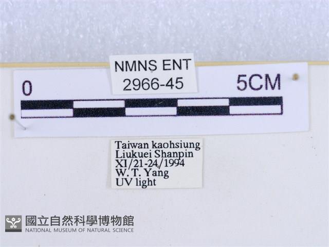 閃光苔蛾藏品圖，第3張