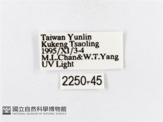 蓬萊茶斑蛾藏品圖，第3張