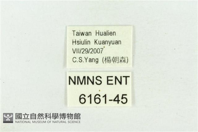 臺灣鐵灰蝶藏品圖，第3張
