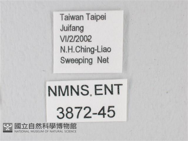 淡青雅波灰蝶藏品圖，第3張