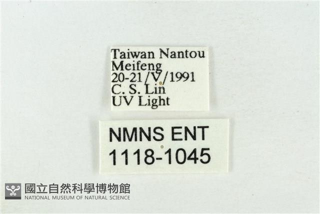 臺洒波紋蛾藏品圖，第3張