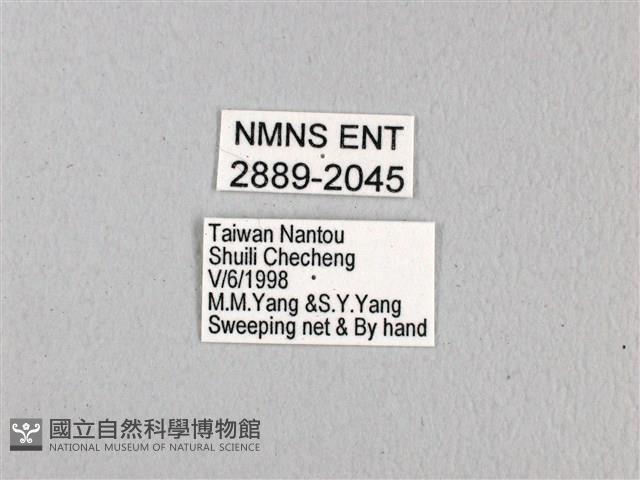 無尾白紋鳳蝶藏品圖，第3張