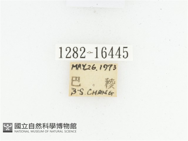 黑斑陷紋金龜藏品圖，第2張