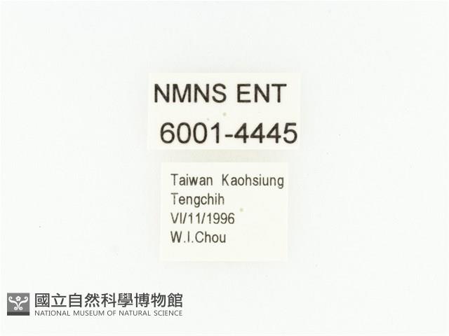 臺灣鍬形金龜藏品圖，第2張