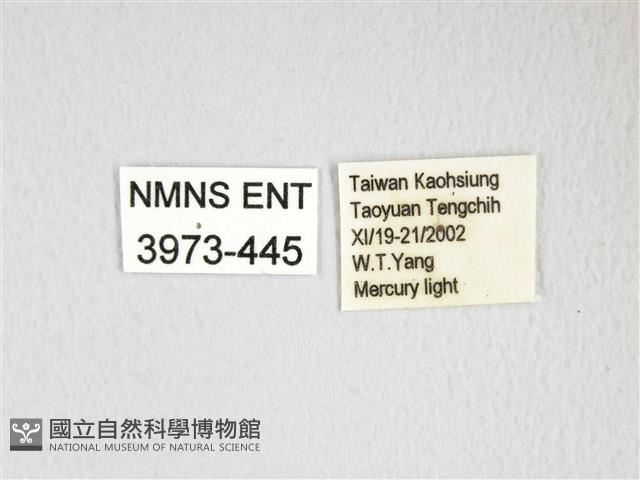 大綠目天蠶蛾藏品圖，第3張